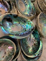 Abalone Shells